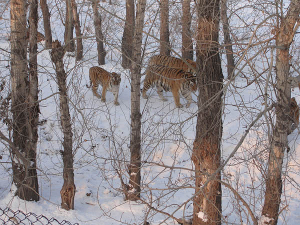 Travel to Harbin and See Siberian Tigers